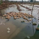 f0988d9b442ee7b0f4dc878a8f7adc30