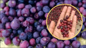 phalsa-benefits-17-04-2026-1776415921