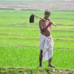 गुजरात में खरीफ की 85% बुवाई पूरी, कपास-मूंगफली किसानों की पहली पसंद